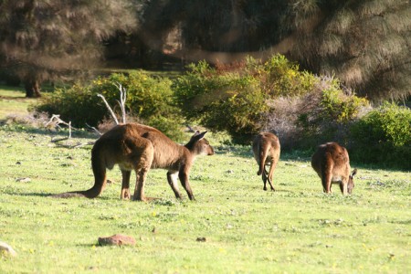 ツアーじゃ行けないオーストラリアのマニアック観光10選(シドニー編)_Kangaroo Island