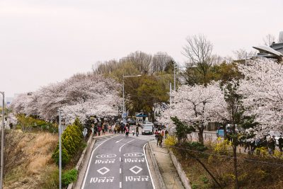 韓国の4月、5月、6月おすすめ人気イベント特集！永登浦汝矣島 春の花祭り