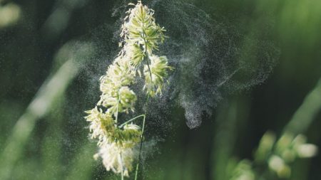 タイにも花粉症はある？在住者に聞く6つの現地事情！