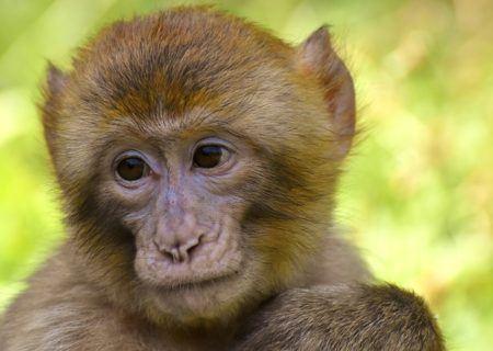 英語で動物の鳴き声オノマトペ！おもしろ擬音語20選！3