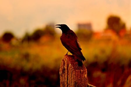 英語で動物の鳴き声オノマトペ！おもしろ擬音語20選！13