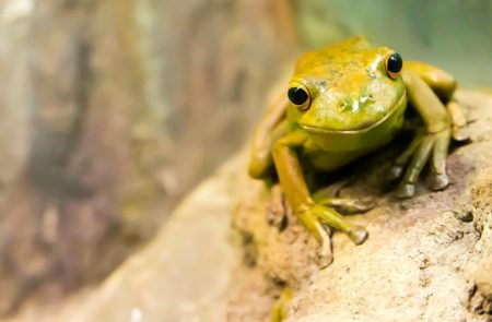 英語で動物の鳴き声オノマトペ！おもしろ擬音語20選！16