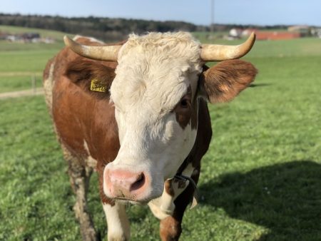 英語で動物の鳴き声オノマトペ おもしろ擬音語選 Spin The Earth