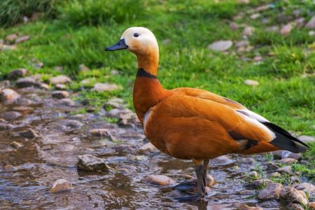 ドイツ語で動物の鳴き声オノマトペ！おもしろ擬声語20選！20