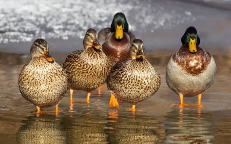 イタリア語で動物の鳴き声オノマトペ！おもしろ擬音語20選！20