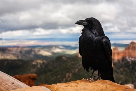 ドイツ語で動物の鳴き声オノマトペ！おもしろ擬声語20選！13