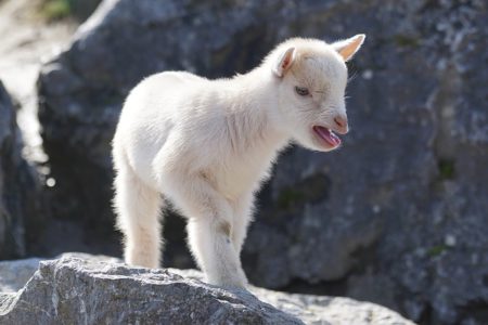 英語で動物の鳴き声オノマトペ！おもしろ擬音語20選！7a