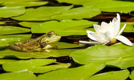 イタリア語で動物の鳴き声オノマトペ！おもしろ擬音語20選！15