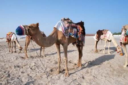 カタールのお天気調査！旅行前に知りたいベストシーズンと7つの特徴！2