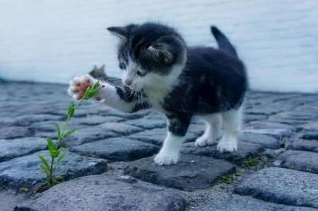 トルコ語で動物の鳴き声オノマトペ！おもしろ擬音語20選！1