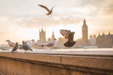 スペイン語で動物の鳴き声オノマトペ！おもしろ擬音語20選！9