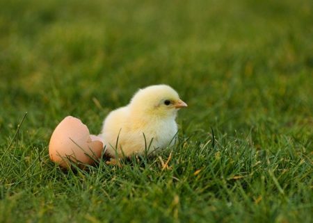 ミャンマー語で動物の鳴き声オノマトペ！おもしろ擬音語20選！9