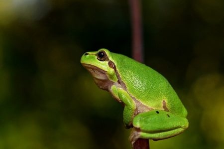 ミャンマー語で動物の鳴き声オノマトペ！おもしろ擬音語20選！8