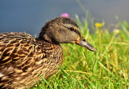 ミャンマー語で動物の鳴き声オノマトペ！おもしろ擬音語20選！10